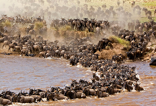 Wildebeest Migration